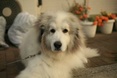 寒いの全然平気なココ様