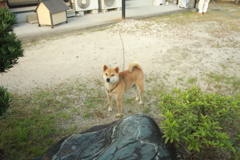 番犬してるウルちゃん