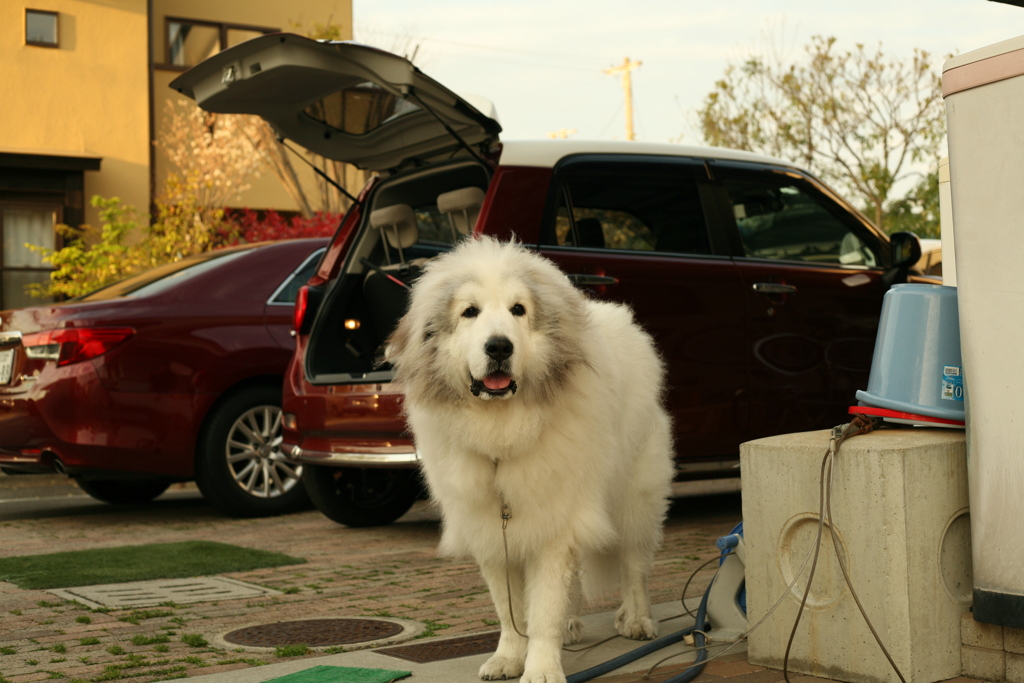 ココさん具合よくなってるらしい