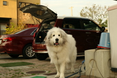 ココさん具合よくなってるらしい