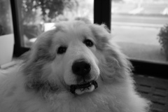 ココさんが脱走したときに怖い思いしたらしく、