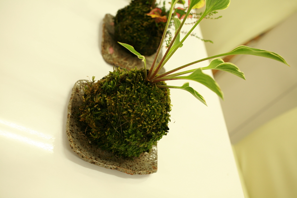 ココさん所の苔玉