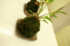 ココさん所の苔玉