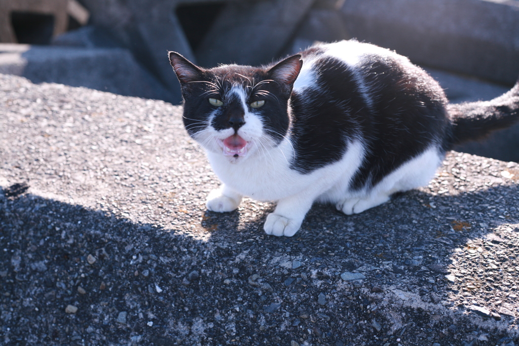 ねこ
