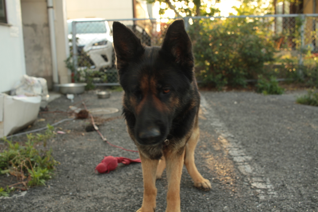 お久しぶり大根のサクちゃん