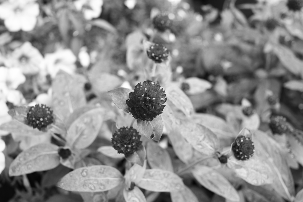 ココさん所の花