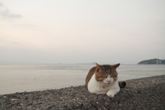 トム君は今日も元気