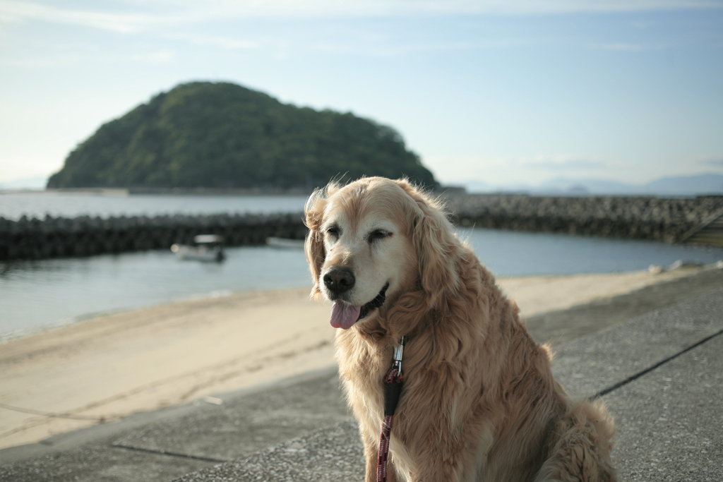 今日もみゅうちゃんと散歩