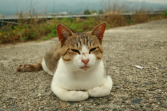 トム君