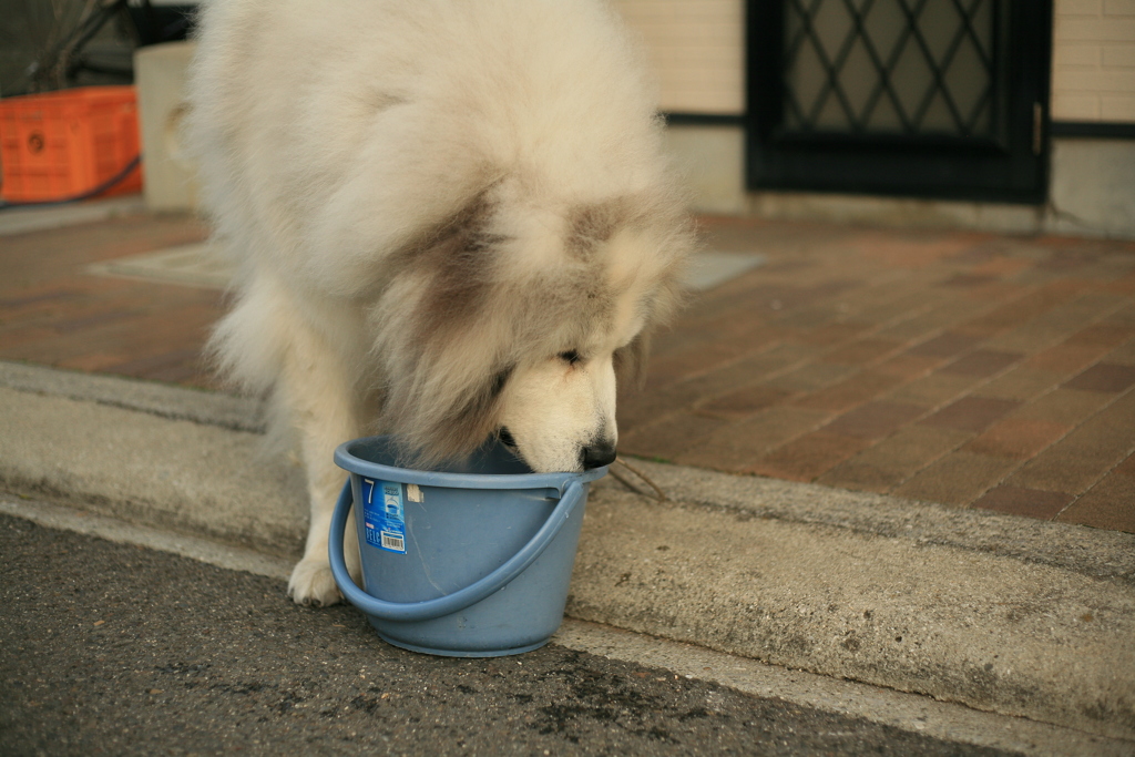 水をぐびぐび飲むココさん