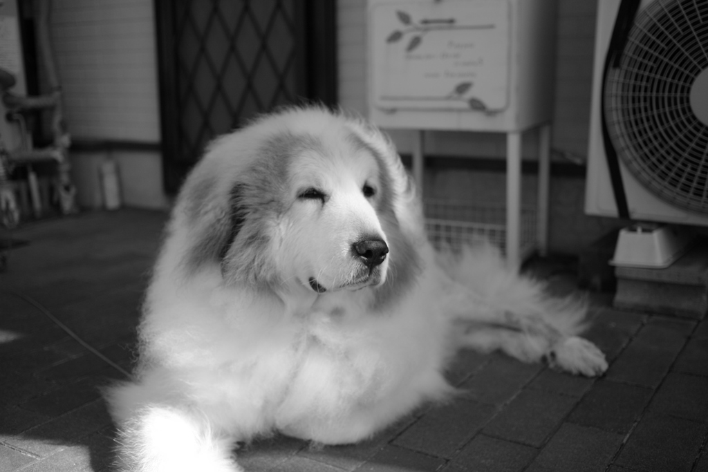 昼、番犬してるココさま