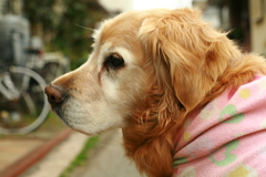 営業本部長みゅうちゃん