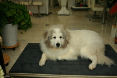 お店番してるココさん