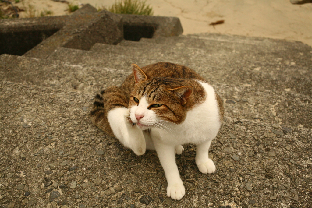 今日のトムくん