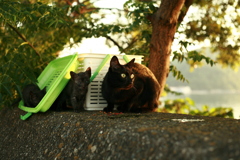 捨てられたんだね。かわいそうに。