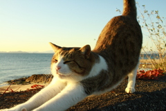 伸びをしてるトム君