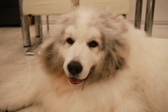 今日もかわいいココさん