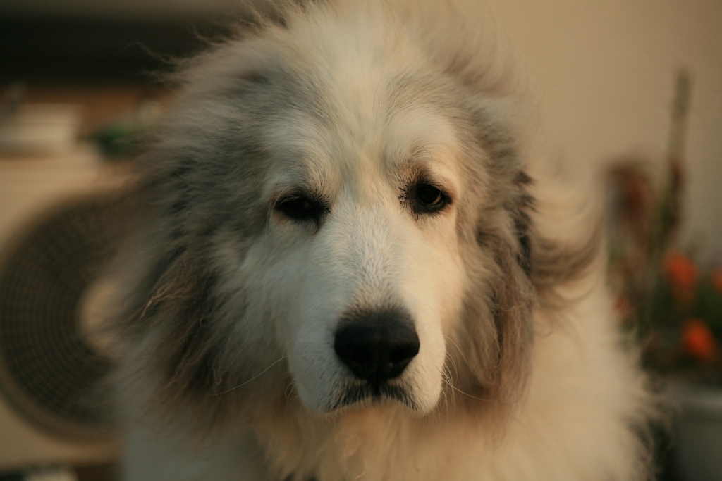 今日ももふもふのココ様