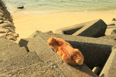 のんびりした日曜午後