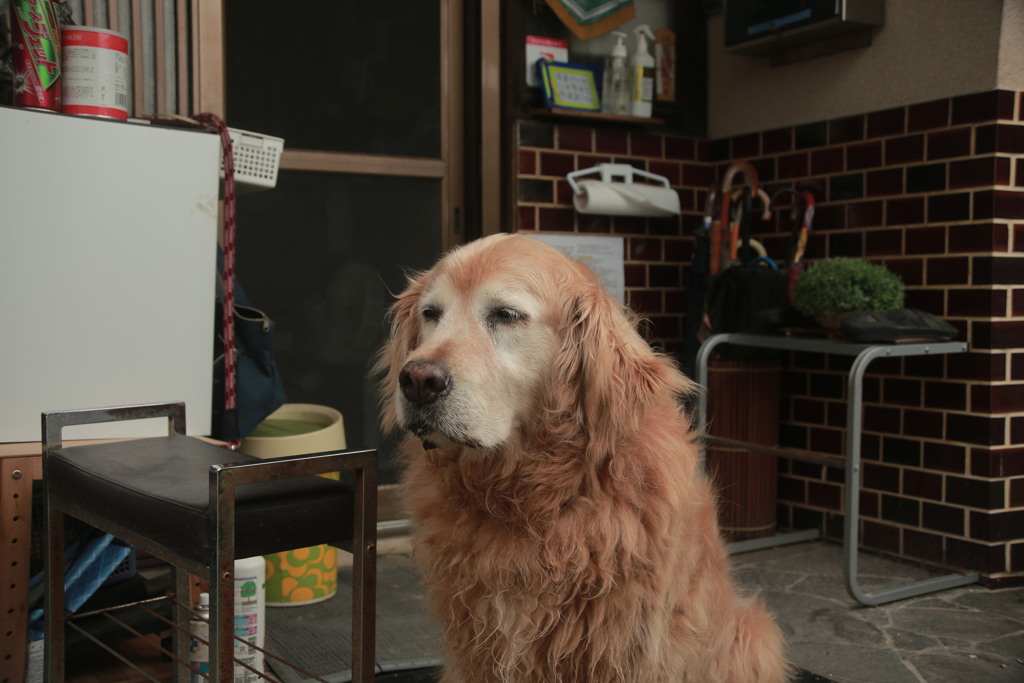 朝＠2020‐07‐16　古いEFズームにて