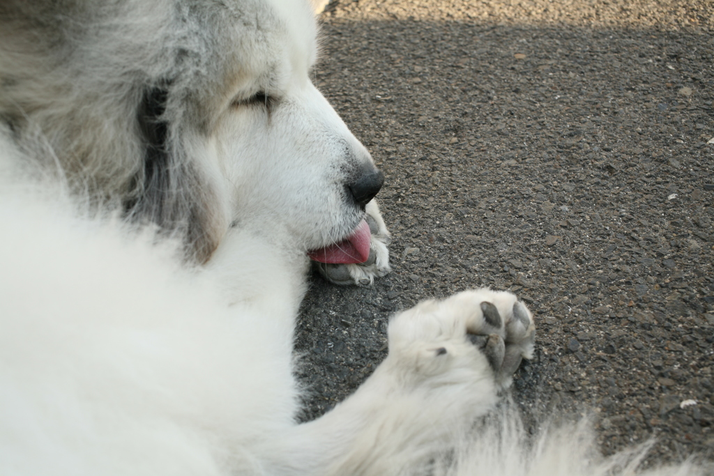 肉球が気になるココさん