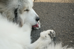 肉球が気になるココさん