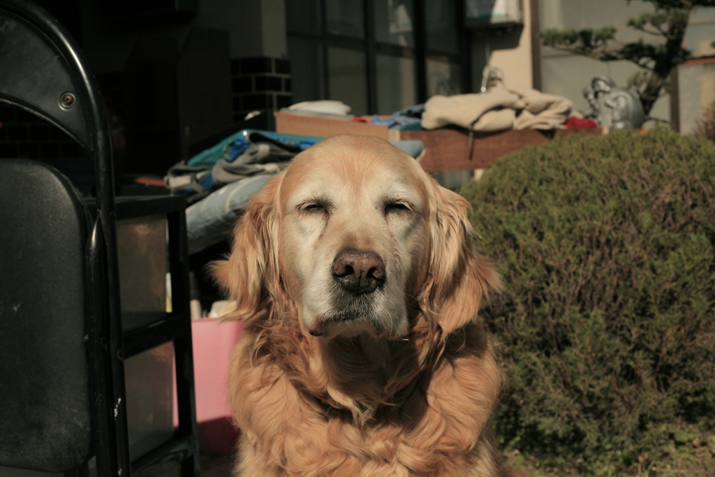 お引越しの番をするみゅうちゃん