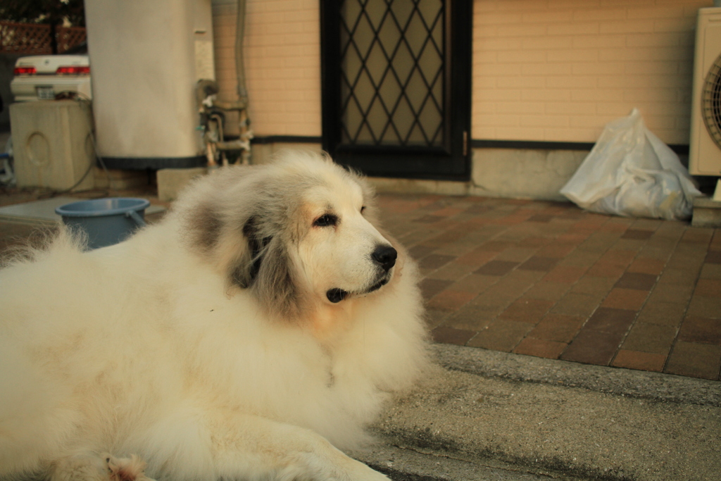 ココさんは今日もかわいい