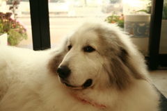 お店番してるココさん