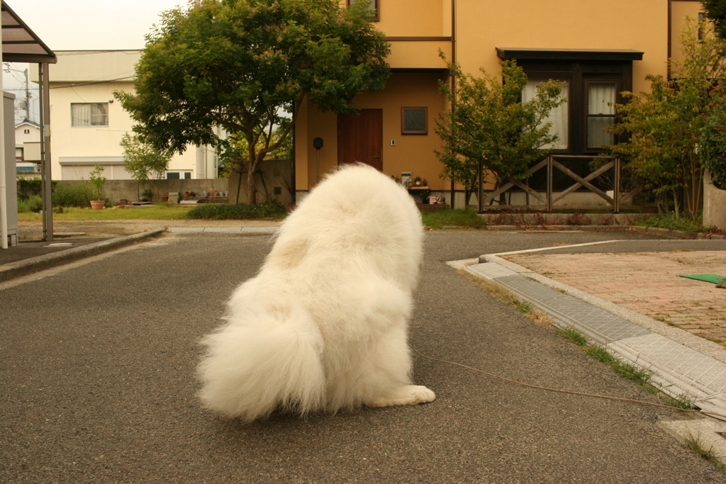 放水してるココさん