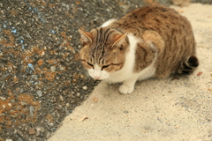 お正月を写そ♪　キヤノンで写そ