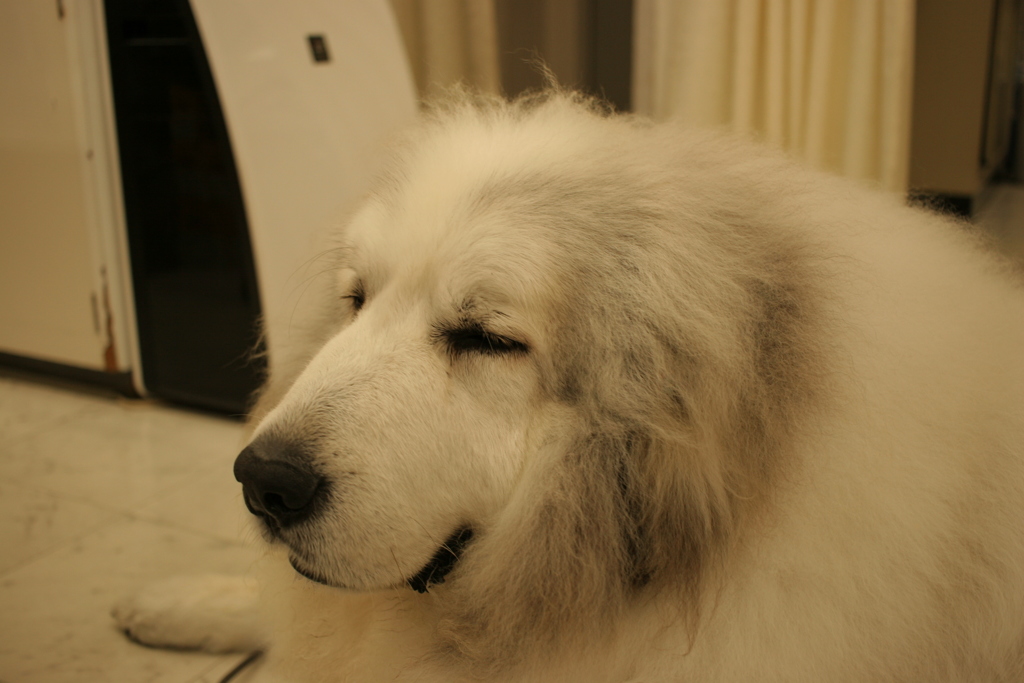 ココちゃん＠おかべ薬局