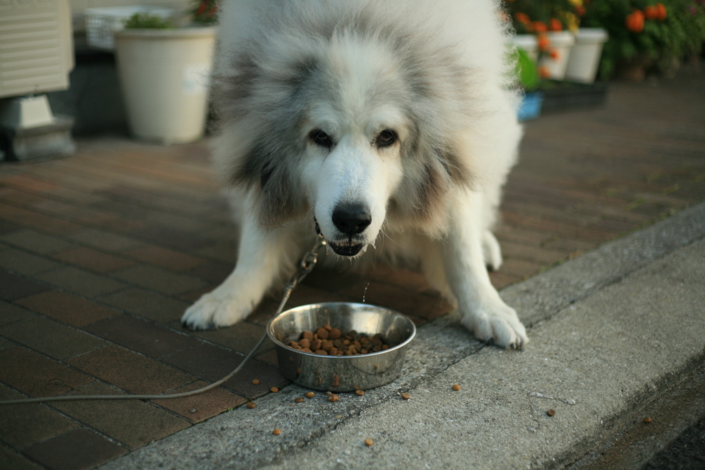 ご飯を食べるココさん