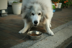 ご飯を食べるココさん