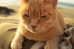 甘えるトラちゃん