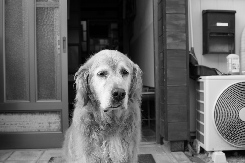 モノクロみゅうちゃん