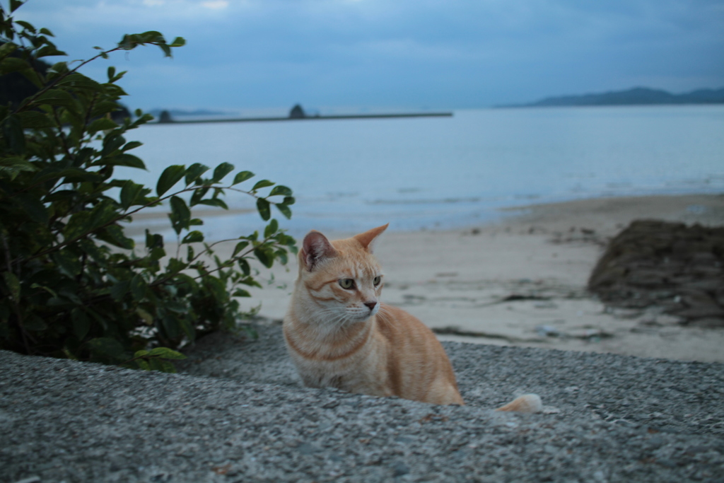 4日ぶりくらいのトラヤン