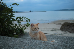 4日ぶりくらいのトラヤン