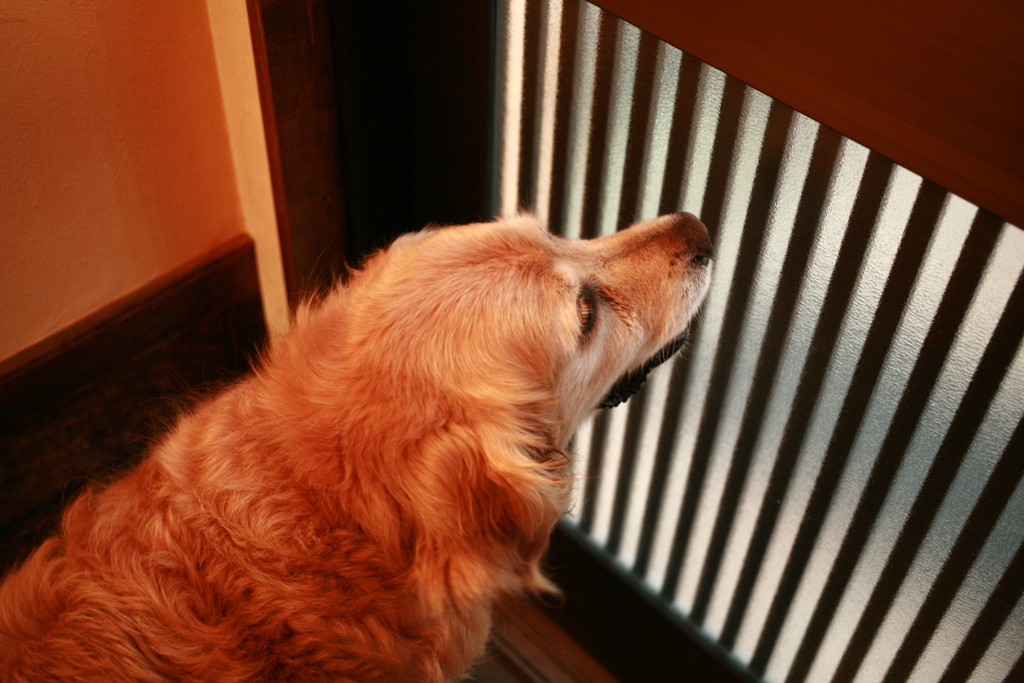 暑いのに表に出たいみゅうちゃん