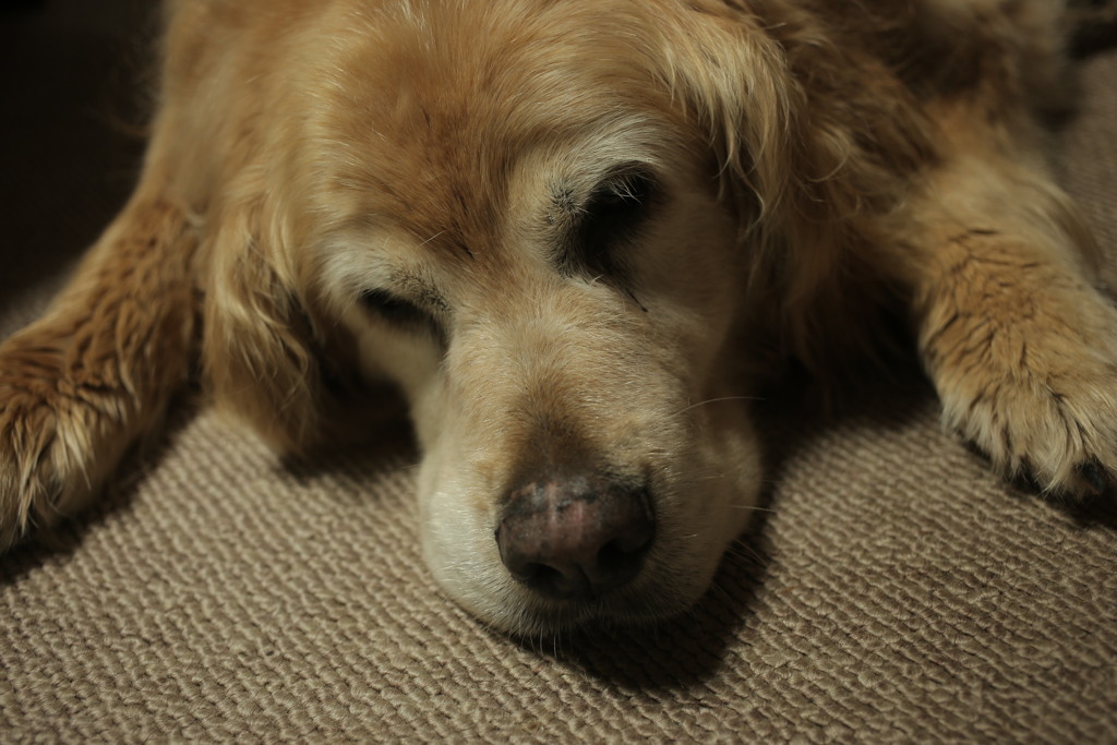 まったりしてるみゅうちゃん