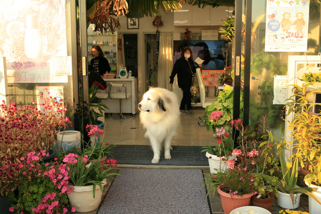 今日もお店番してるココ様