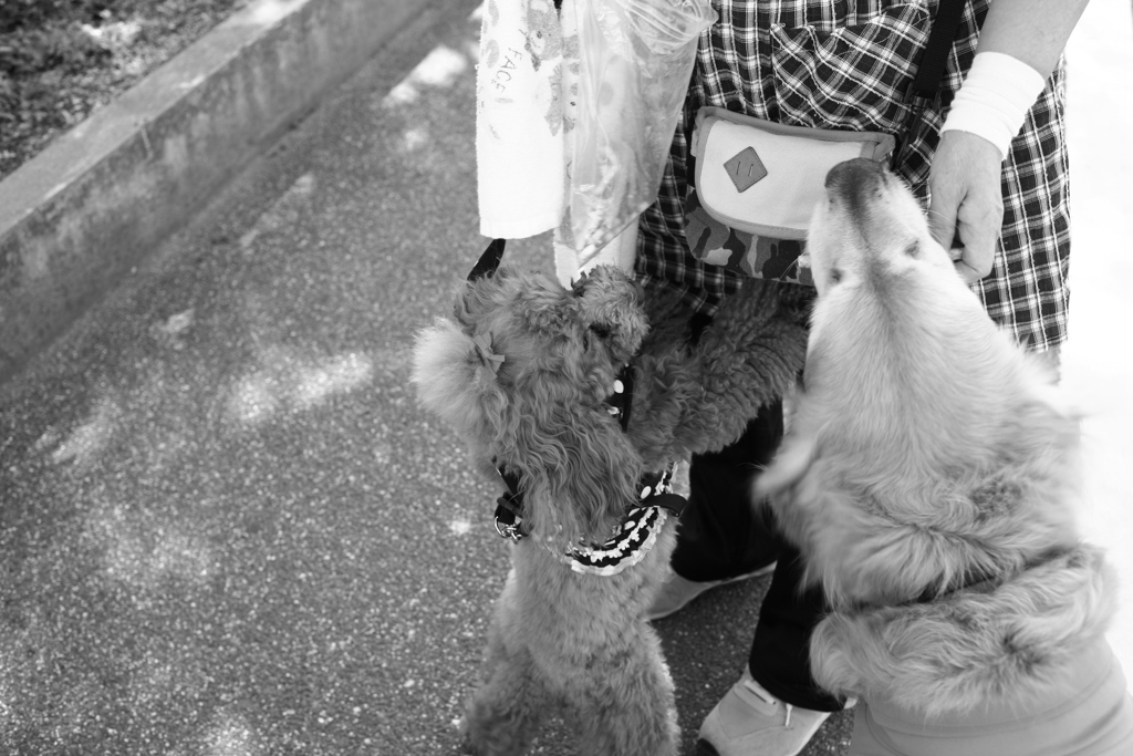 ゆめちゃんとみゅうちゃん