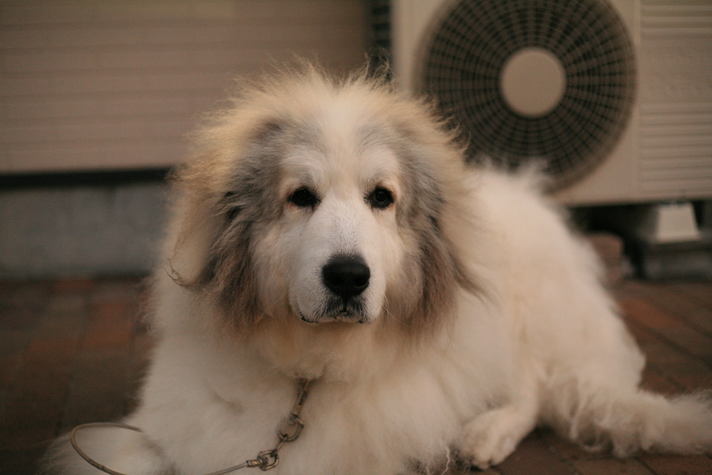 今日は思いっきり甘えん坊なココ様