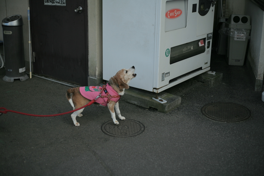 おいてかないで～～