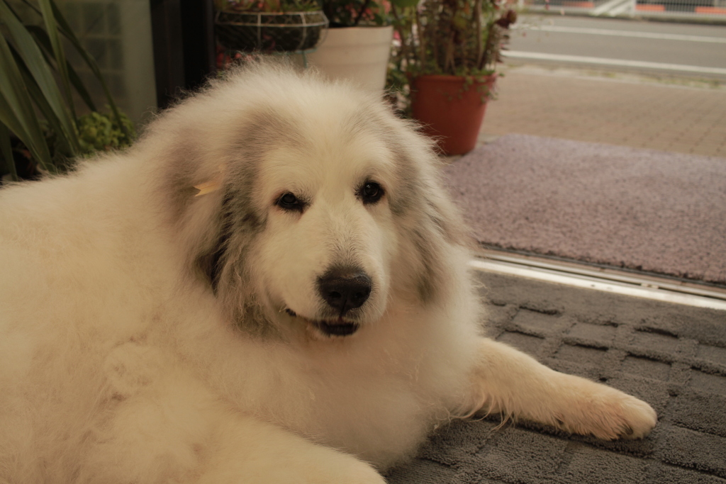 今日もココさんは元気