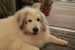 今日もココさんは元気