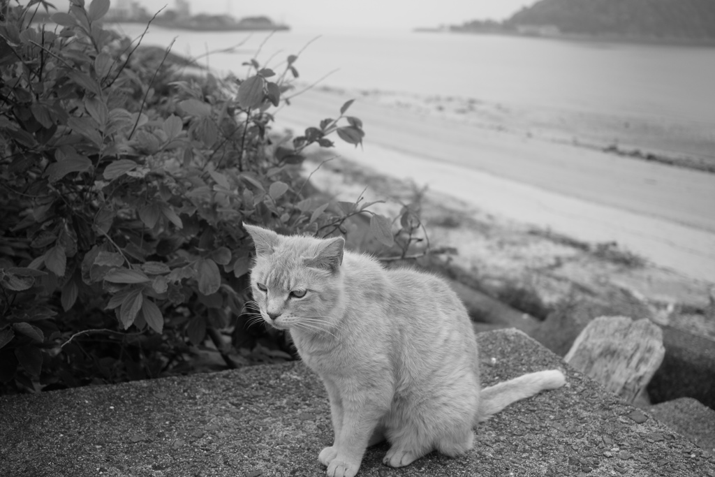 モノクロ　トラちゃん