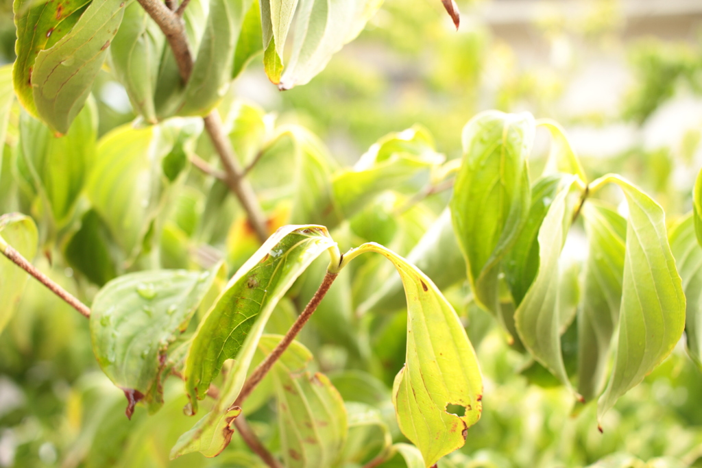 Eos7D　写し初め