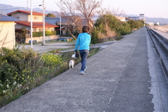 クルルちゃんが散歩中