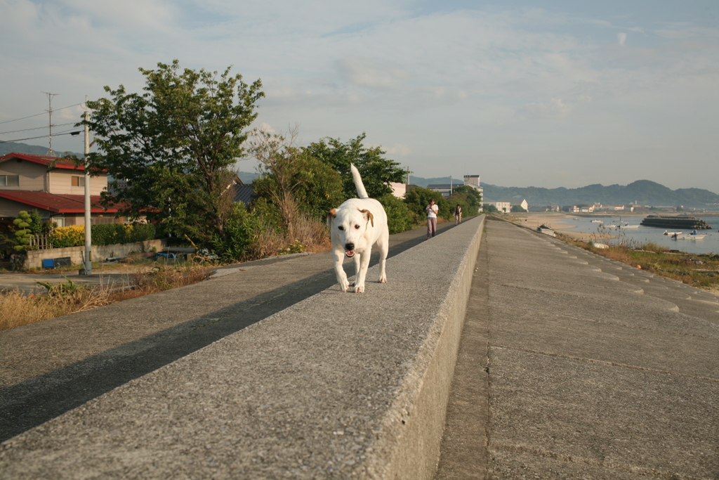 やってくるククルちゃん